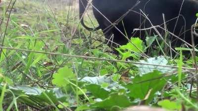 POV TE FOLLA MISTER JÄGGER