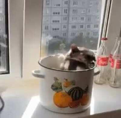 Суп с котом