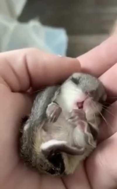 This adorable sugar glider