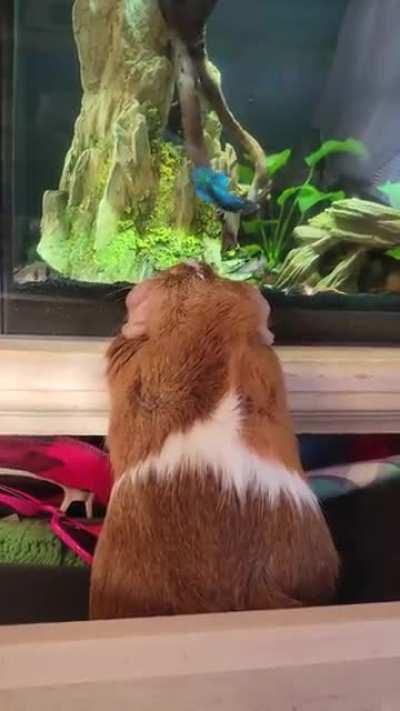 More aquarium watching. He loves Chloe the betta!