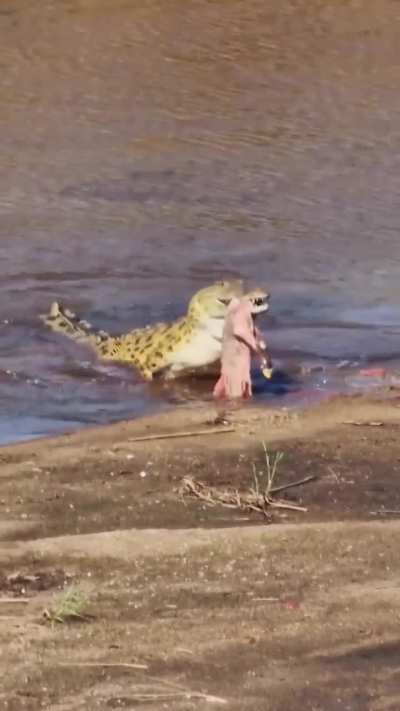 A Nile crocodile breaks down a stillborn mammal (possibly a buffalo) meal