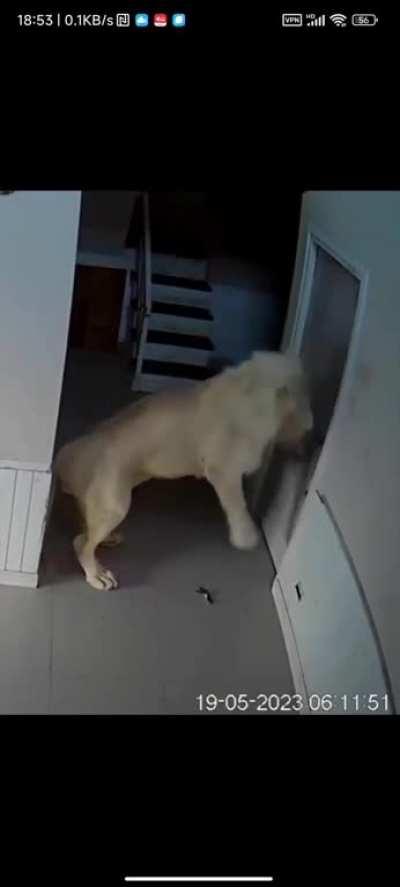 Imagine seeing this in your hallway 