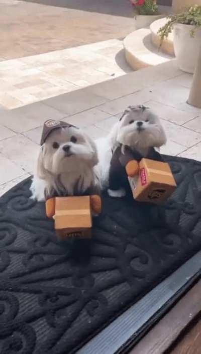 Delivery. The P (UPS) are here.