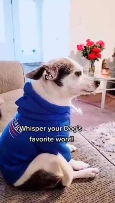 Bacon is always the answer Right out of the archive