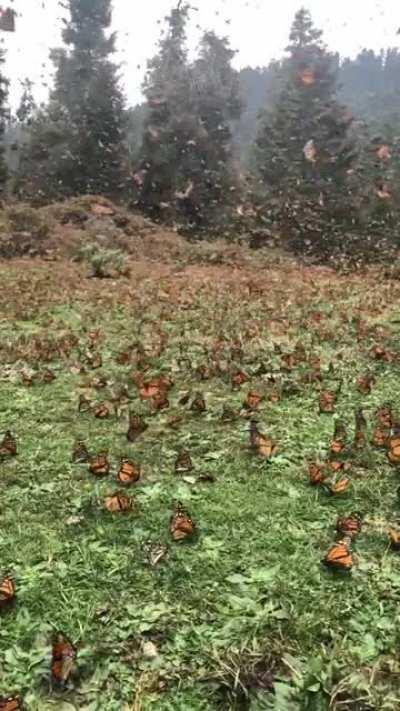 The monarch butterfly winter-migration (Michoacán, Mexico).