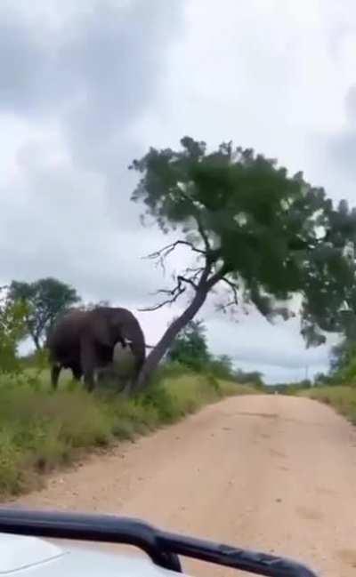 One way to relieve an itchy bum 🤣🤣