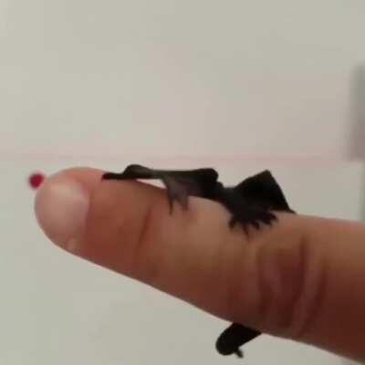 Looks like it’s about to fall of a cliff and barely hangs on