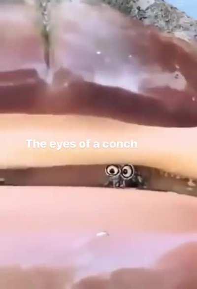 While most snail eyes generally only detect light, the eyes of the conch snail have complex retinas and can actually produce an image.
In other words, they see you.