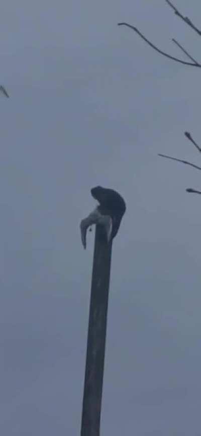 Chester zoo monkey climbs pole to catch seagull. Smashes his head in before climbing down to eat it