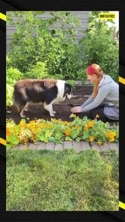 The 1st gardening dog you'll probably ever see!