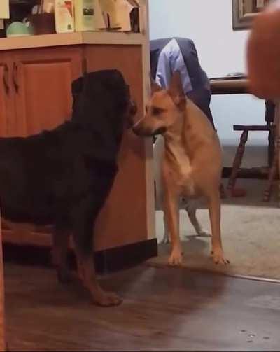 Dogs become best friends