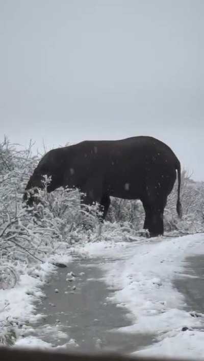 Meanwhile in Africa.