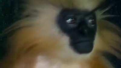 The Golden Langur is a monkey with a disturbingly human-like face
