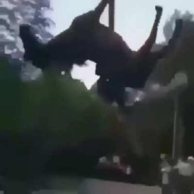 Short but sweet 🐎💨☁️