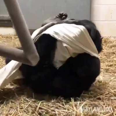 We primates share a lot of behaviors in common, especially some of the ways we interact with our young.