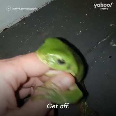 WCGW trying to feed a frog.