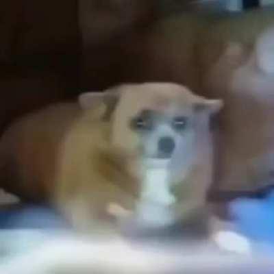 please donate now to help the life of this innocent puppy