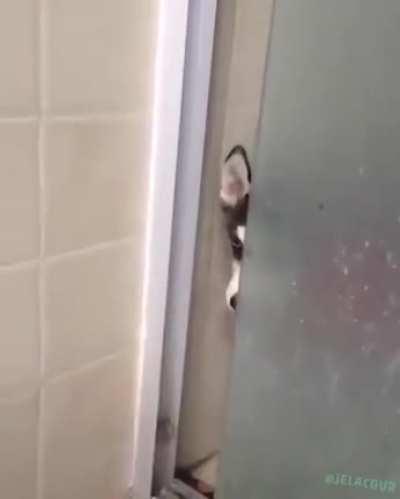 System of a Down Husky