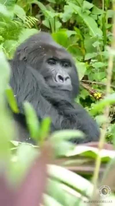🔥Silverback Gorilla savoring his food