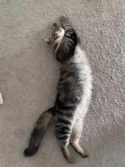 Cosmo's trills and cuddle rolls draw you in...