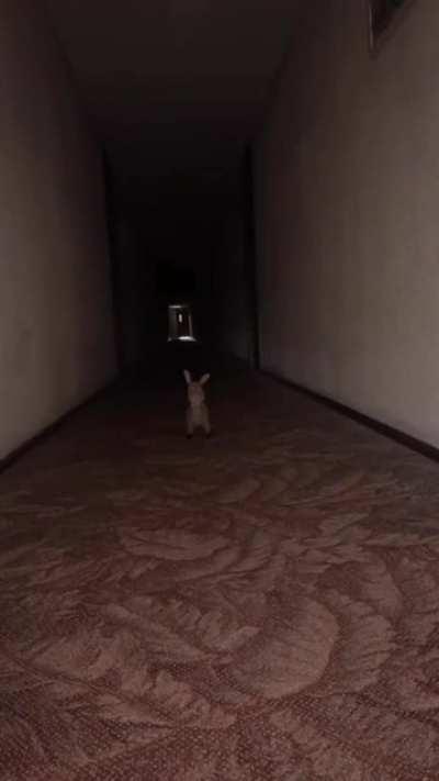 A T E M O R I Z A N T E...