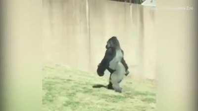 Louis really likes tomatoes so he's walking upright when holding any, to avoid crushing them by mistake