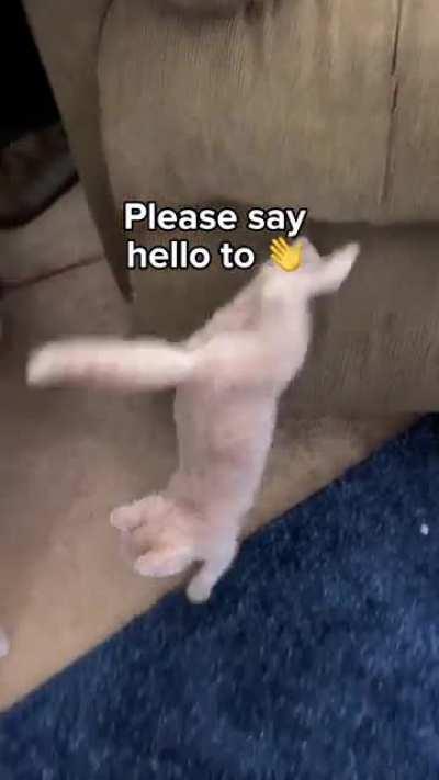 Say hello to muffin 👋😸