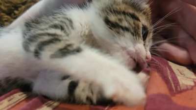 I've been mauled to death