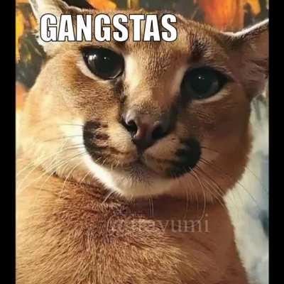 Big floppa - the shabba-do conspiracy