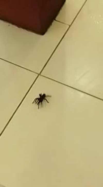 Los gritos le dan el toque