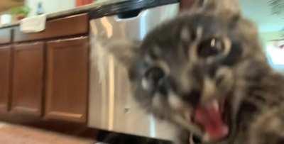 He has a few thoughts on the lack of wet food around here