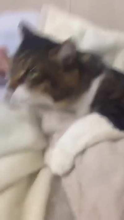 Just A Little Longer Purr-ease.