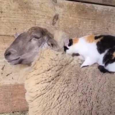 Counting Sheep Kneads