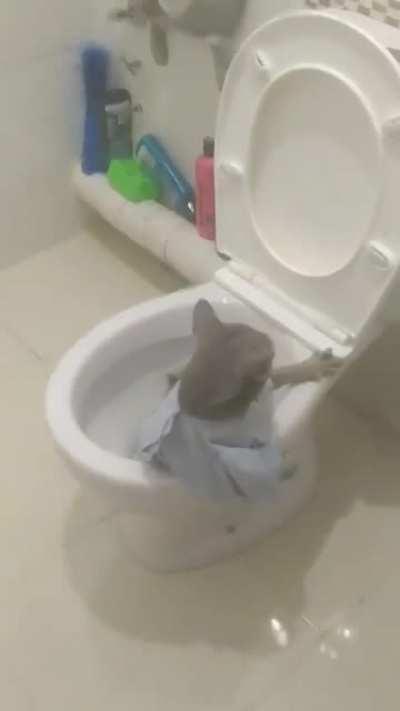 Cat thinking of ending everything