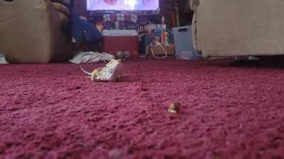 IHop may have 3 legs, but he can still run for his favorite snack.