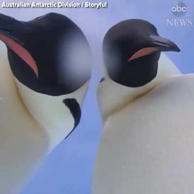 🔥 A curious emperor penguin knocks over a researcher’s camera and poses for a selfie with a buddy.