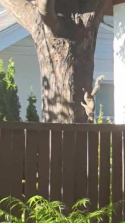 Squirrel upset because twig is stuck to its tail
