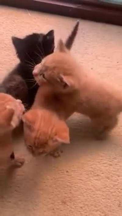 Look at all the perfect tails!!