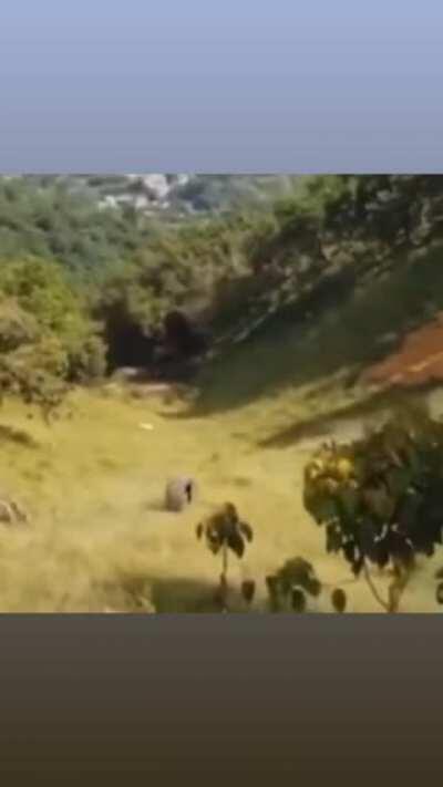 Not sure if this has been posted earlier but I say Vegetable