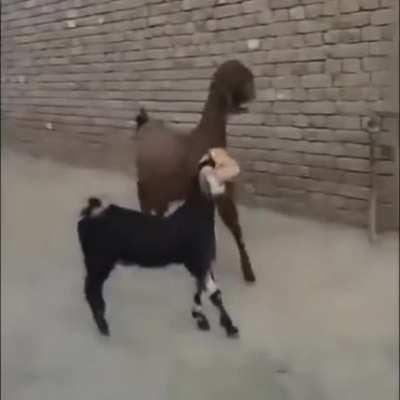 Assman & myself during our 9 Game unbeaten streak. Had almost been sacked before after absolutely failing earlier in the season