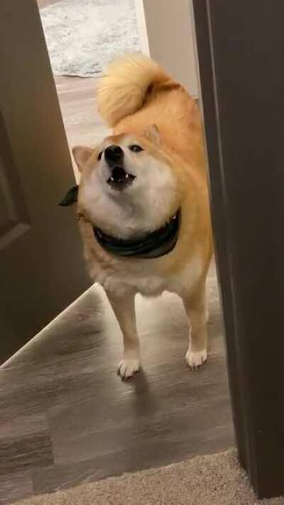 My little Songbird Shiba heard me singing in my closet (doing laundry) & couldn’t help but come sing along. How’s our harmony? 😉