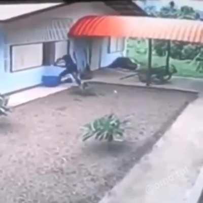 Iq как у хлебушка