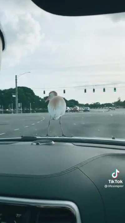 Bird hops on for a little cruise