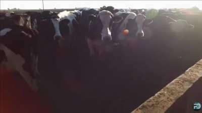 El Mad Max de los tamberos