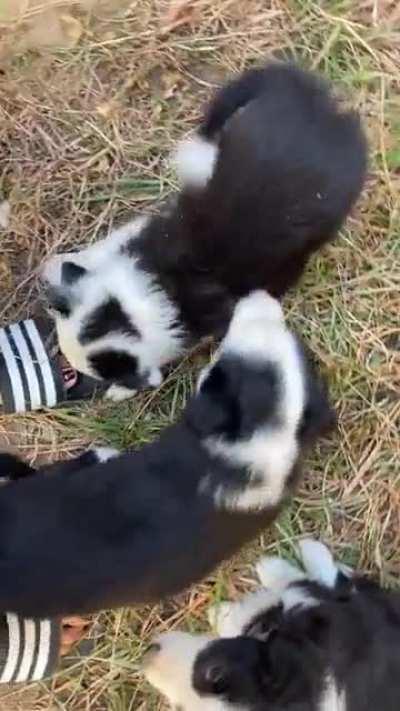 My neighbors puppies keep sneaking over under the fence. I don’t mind.