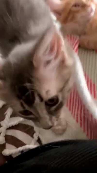 Baby dinosaur asking for scritches