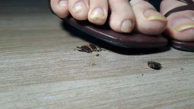 You're just a crunchy treat for my feet, Mr. Beetle 👡💕