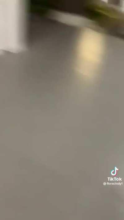 Evidence: SG cats forgot how to catch rats.