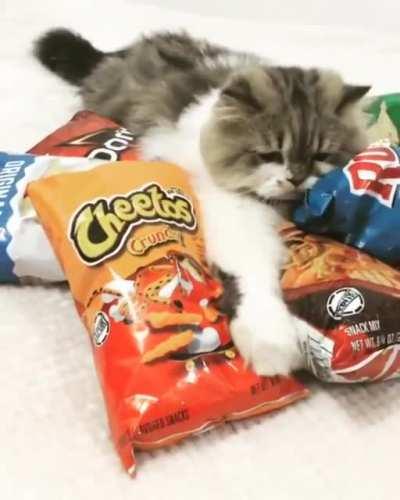 Cat starves owner to death.