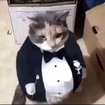 Fat ass cat in a tuxedo